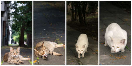Collection of cat on the street in daytime.の写真素材