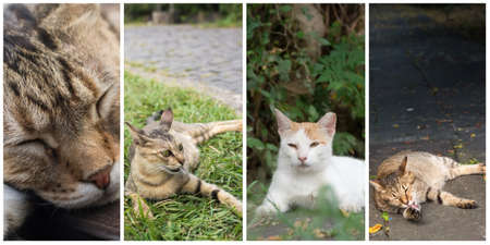 Collection of cat on the street in daytime.の写真素材