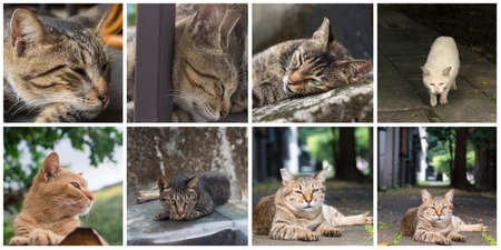Collection of cat on the street in daytime.の写真素材