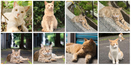 Collection of cat on the street in daytime.の写真素材
