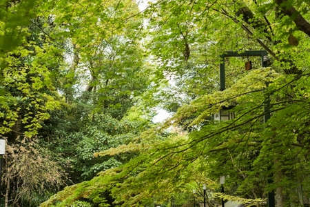 The green maple trees and leaves near Chion-ji Temple in Kyoto.のeditorial素材