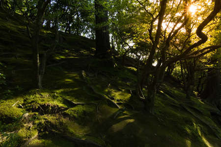A wide variety of trees and greenery  in the Japanese garden of Ginkakuji Temple.の写真素材