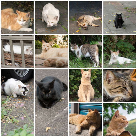 Stray cat in white and blank spot eat food then look at you in outside.