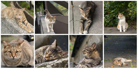 Collection of cat on the street in daytime.の写真素材