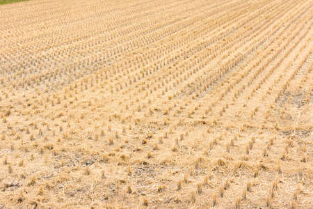 Straw after harvest at farm in Taiwan, Asia.の写真素材