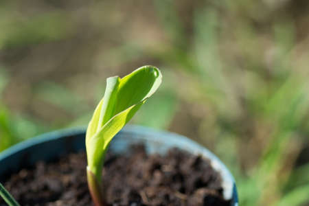Corn seedling, closeup image with green small seed in the bowl.の写真素材