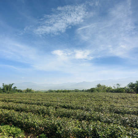 Landscape of the tea plantations in Luye, Taitung, Asia.の写真素材