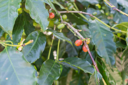 Coffee beans ripening on tree in Luye, Taitung, Taiwan, Asia.