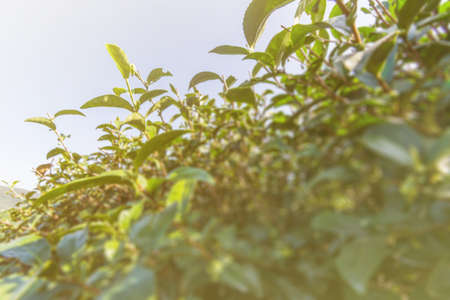 Landscape of the tea plantations in Luye, Taitung, Asia.の写真素材