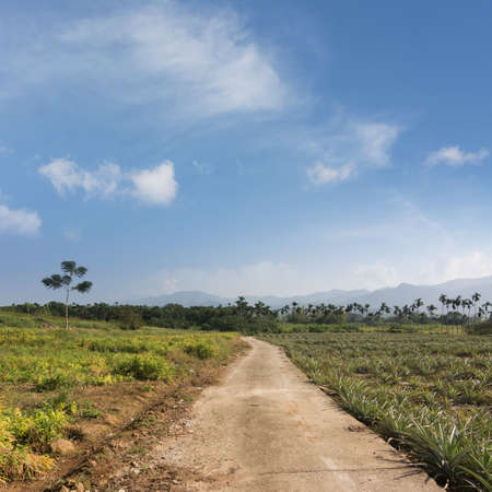 Rural scenery with road at countryside in Luye, Taitung, Taiwan, Asia.の写真素材