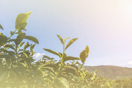 Landscape of the tea plantations in Luye, Taitung, Asia.の写真素材