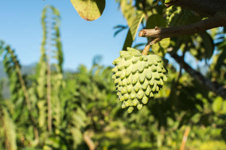 Suggar Apple tree, tropical fruit in Taiwan.