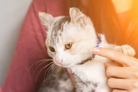 An Asian woman play with her kitten at home.の写真素材
