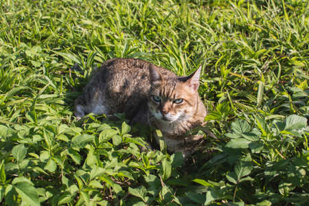 Cute domestic cat in the outdoor.