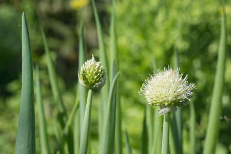 scallion farm in the outdoor vegetable gardenの写真素材