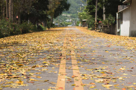 countryside road with leaves on the ground in spring in Taiwan, the tree called Honduras Mahogany tree.の写真素材