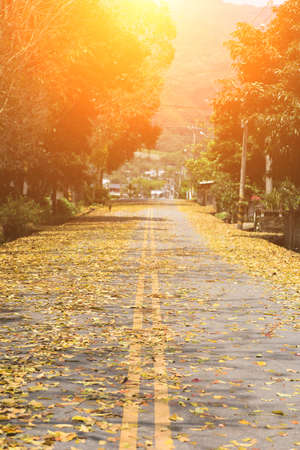 countryside road with leaves on the ground in spring in Taiwan, the tree called Honduras Mahogany tree.の写真素材