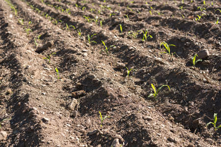 corn seedlings in a field to growの写真素材