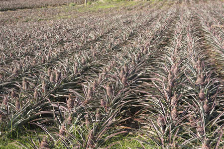 landscape of pineapple farm in daytimeの写真素材