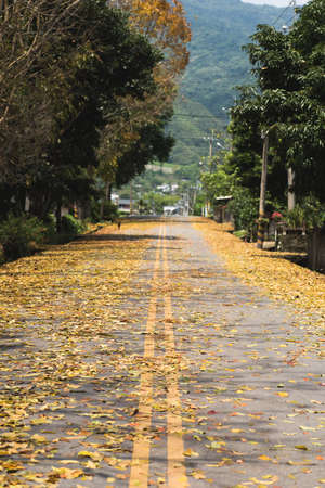 countryside road with leaves on the ground in spring in Taiwan, the tree called Honduras Mahogany tree.の写真素材