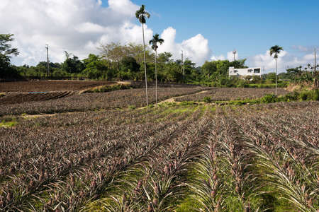 landscape of pineapple farm in daytimeの写真素材