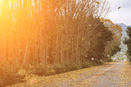countryside road with leaves on the ground in spring in Taiwan, the tree called Honduras Mahogany tree.の写真素材