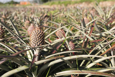 landscape of pineapple farm in daytimeの写真素材