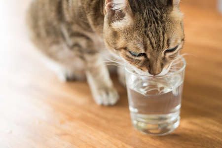 cat drink water on the tableの写真素材