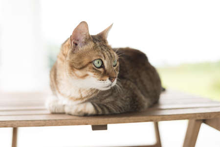 domestic tabby cat sit on the table in the houseの写真素材