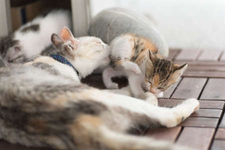 cat family with mother play with her childの写真素材