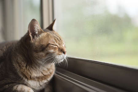 tabby cat sit near the windowの写真素材