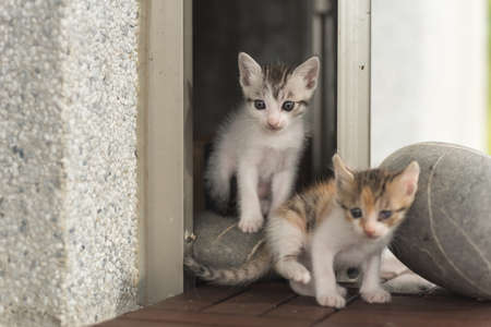 little kitty play with her sister