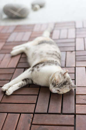 lazy little cat lying on groundの写真素材