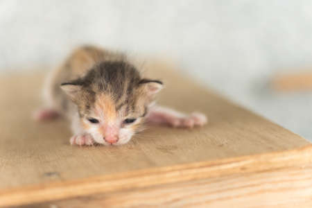 newborn cat portrait, close up imageの写真素材