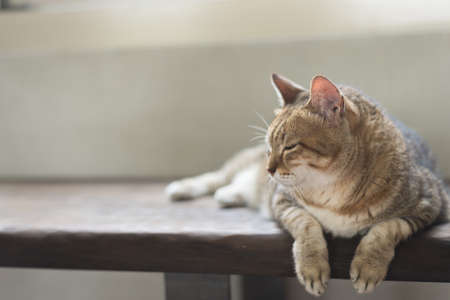 cat sit on the bench with copyspace