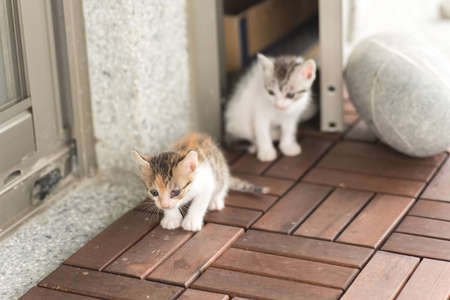little kitty play with her sister