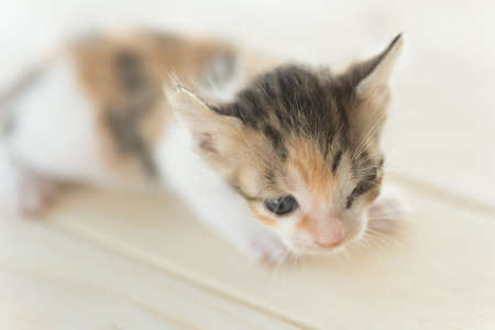 sick little kitten with one eye blind, closeup imageの写真素材