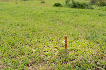 Shovels in the land of garden, concept of farming, gardening etc.の写真素材