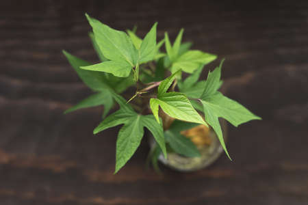 green plant pot in the houseの写真素材
