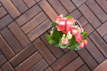 beautiful red flowers pot at the house