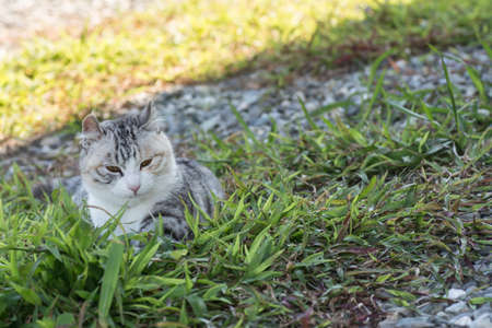 Cute domestic cat in the outdoor.の写真素材