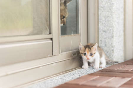 little baby cat walk out from their homeの写真素材