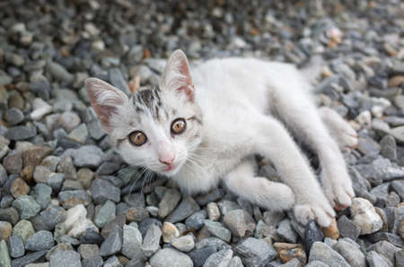 cute baby cat lying on groundの写真素材