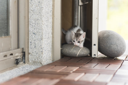 little baby cat walk out from their homeの写真素材