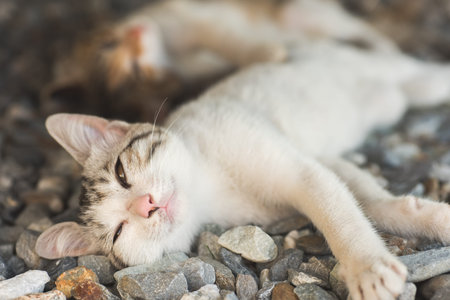 little newborn cat sleep, close up imageの写真素材