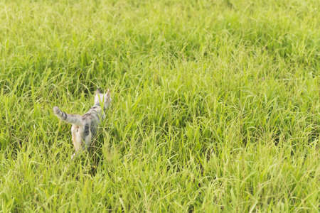 cat walk in the grasslandの写真素材