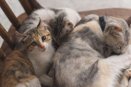 cat family sleep together on the chairの写真素材
