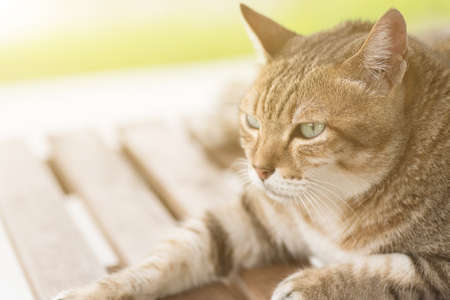 Domestic cat, closeup portrait with face.の写真素材