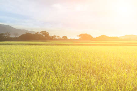 Rural scenery of paddy farm in Chishang Township, Taitung County, Taiwan, Asia.の写真素材