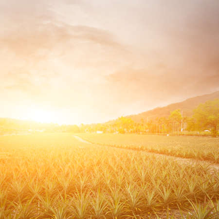 Road with nobody, landscape at Luye, Taitung, Taiwan, Asia.の写真素材